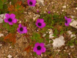 2013-08-18_Regina-F-Rau_Schachen_Blumen  (093).JPG